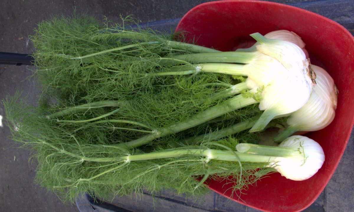 Fennel bulbs in red dish